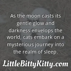As the moon casts its gentle glow and darkness envelops the world, cats embark on a mysterious journey into the realm of sleep.