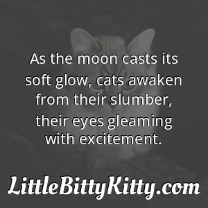 As the moon casts its soft glow, cats awaken from their slumber, their eyes gleaming with excitement.