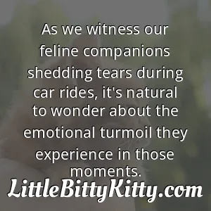 As we witness our feline companions shedding tears during car rides, it's natural to wonder about the emotional turmoil they experience in those moments.