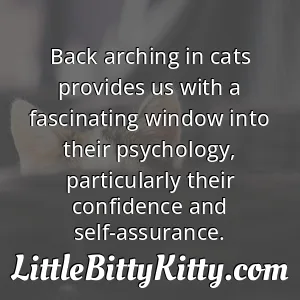 Back arching in cats provides us with a fascinating window into their psychology, particularly their confidence and self-assurance.