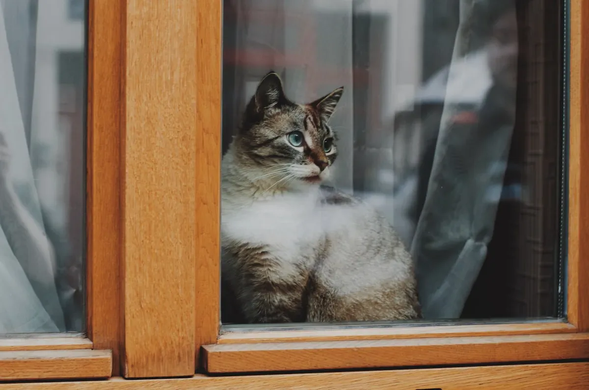 Balancing Act: The Right Proportions Of Vegetables In Cat Food