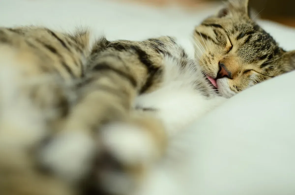 Battling The Night Owl: Strategies To Encourage Your Cat'S Restful Nights