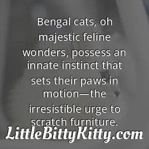 Bengal cats, oh majestic feline wonders, possess an innate instinct that sets their paws in motion—the irresistible urge to scratch furniture.