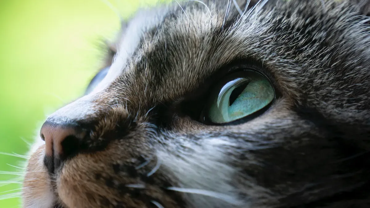 Beyond Catnip: Discovering Other Natural Stimulants To Enthrall Your Feline