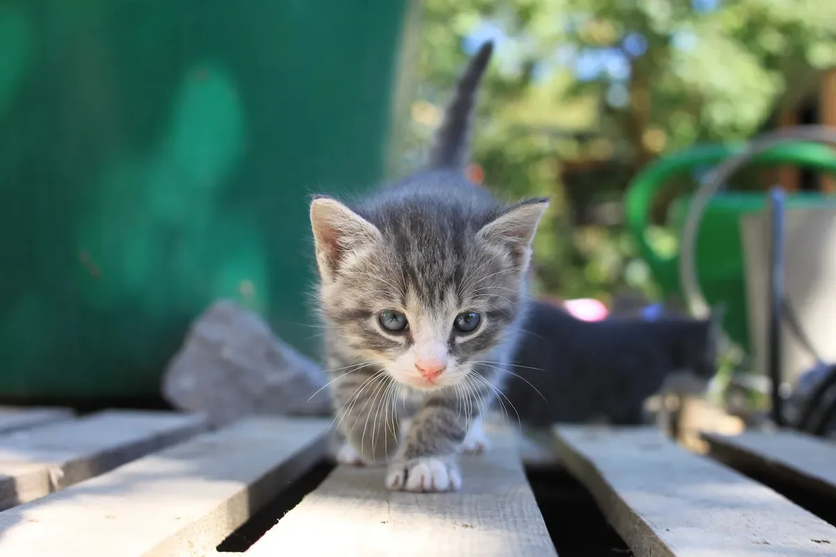 Beyond Scrambled Eggs: Alternative Egg Options For Feline Feasting