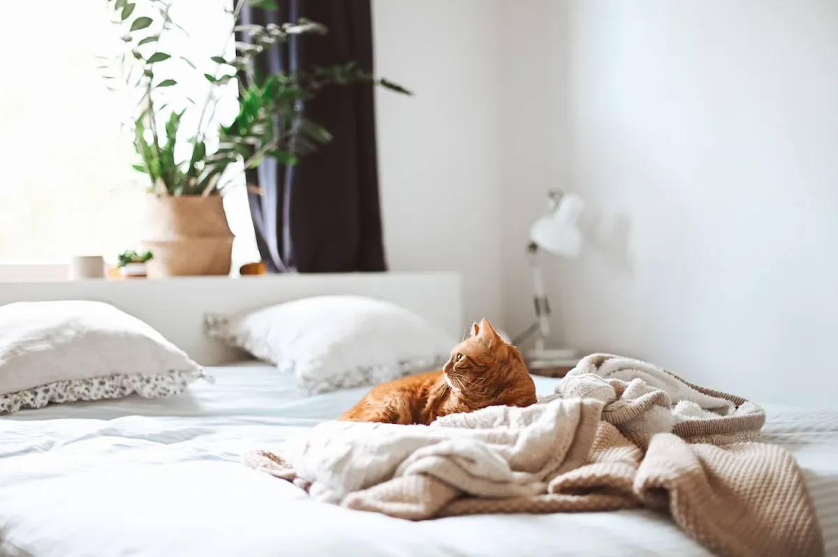 Beyond The Clipping: Additional Nail Care Tips For Your Feline Friend