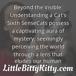 Beyond the Visible: Understanding a Cat's Sixth SenseCats possess a captivating aura of mystery, seemingly perceiving the world through a lens that eludes our human senses.
