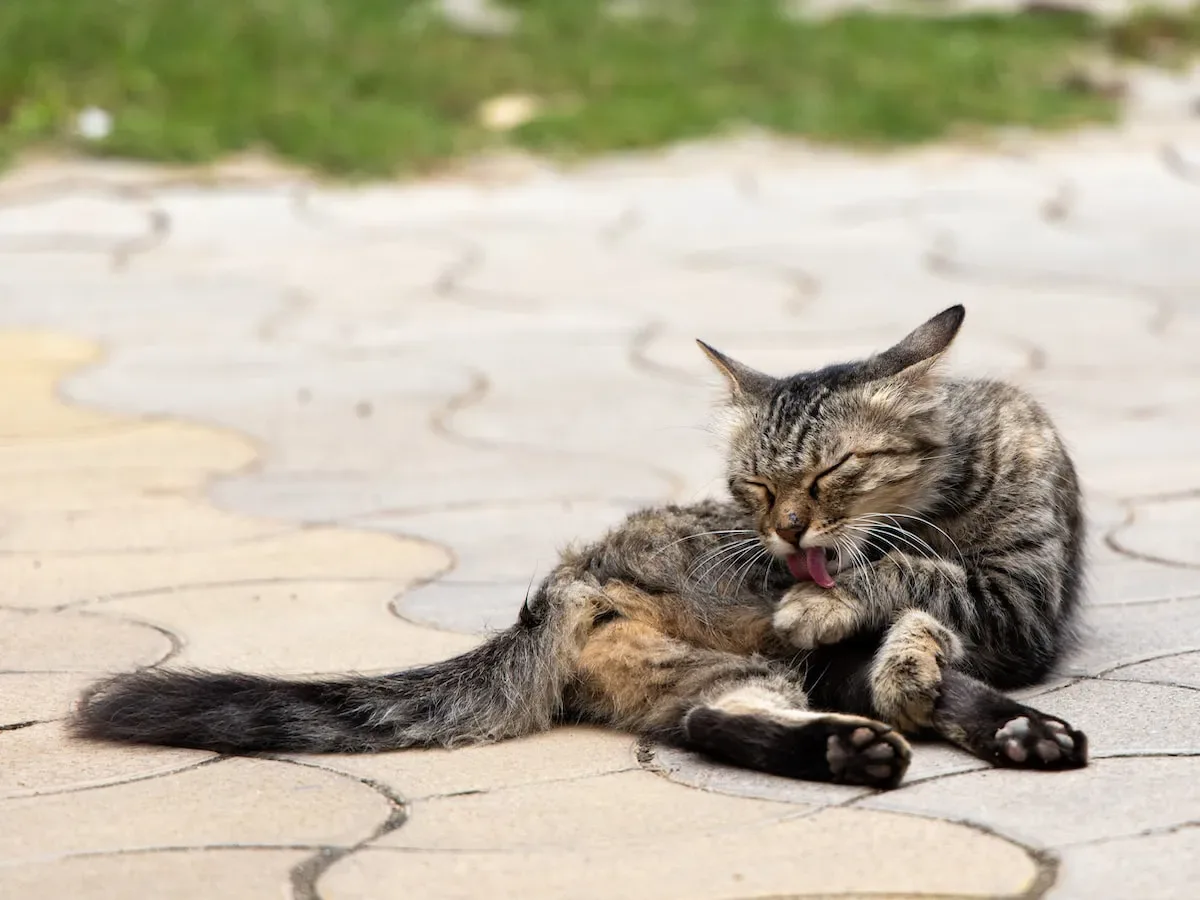 Boredom And Stress Can Cause Cats To Stop Eating