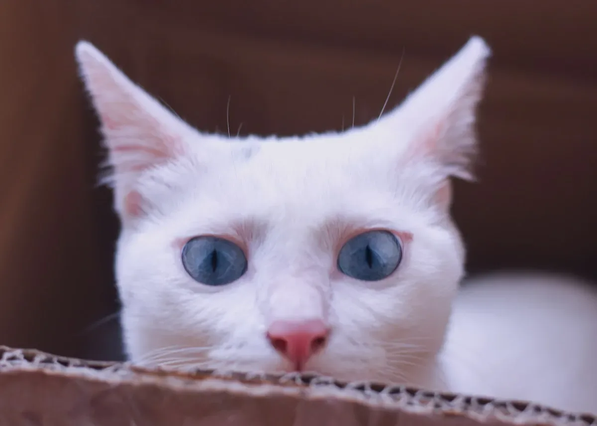 Breaking The Cycle: Strategies To Help Cats Overcome The Compulsion To Bite Their Fur