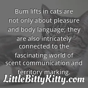 Bum lifts in cats are not only about pleasure and body language; they are also intricately connected to the fascinating world of scent communication and territory marking.