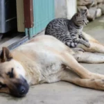 Can Cat Food and Litter Box Coexist?