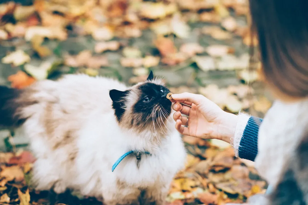 Can Cats Eat A Combination Of Wet And Dry Food?