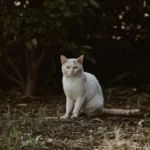 Can Cats Eat Canned Tuna? Unveiling the Feline Feeding Facts
