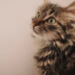 Can Cats Eat Ground Chicken? Unleashing the Feline Culinary Enigma
