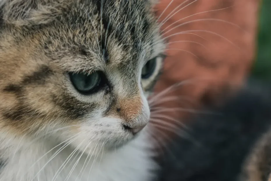 Can Cats Eat Ice Cream? Unveiling the Feline's Frozen Treat Predicament