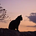 Can Cats Eat Lasagna? Unraveling the Feline Feast Conundrum