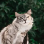 Can Cats Eat Urinary Food? Unveiling the Feline Nutrition Secrets!