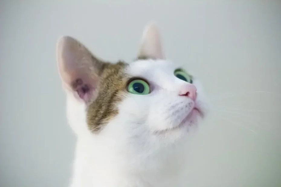 Can Cats Have Canned Tuna? The Feline Guide to Fishy Feasts!