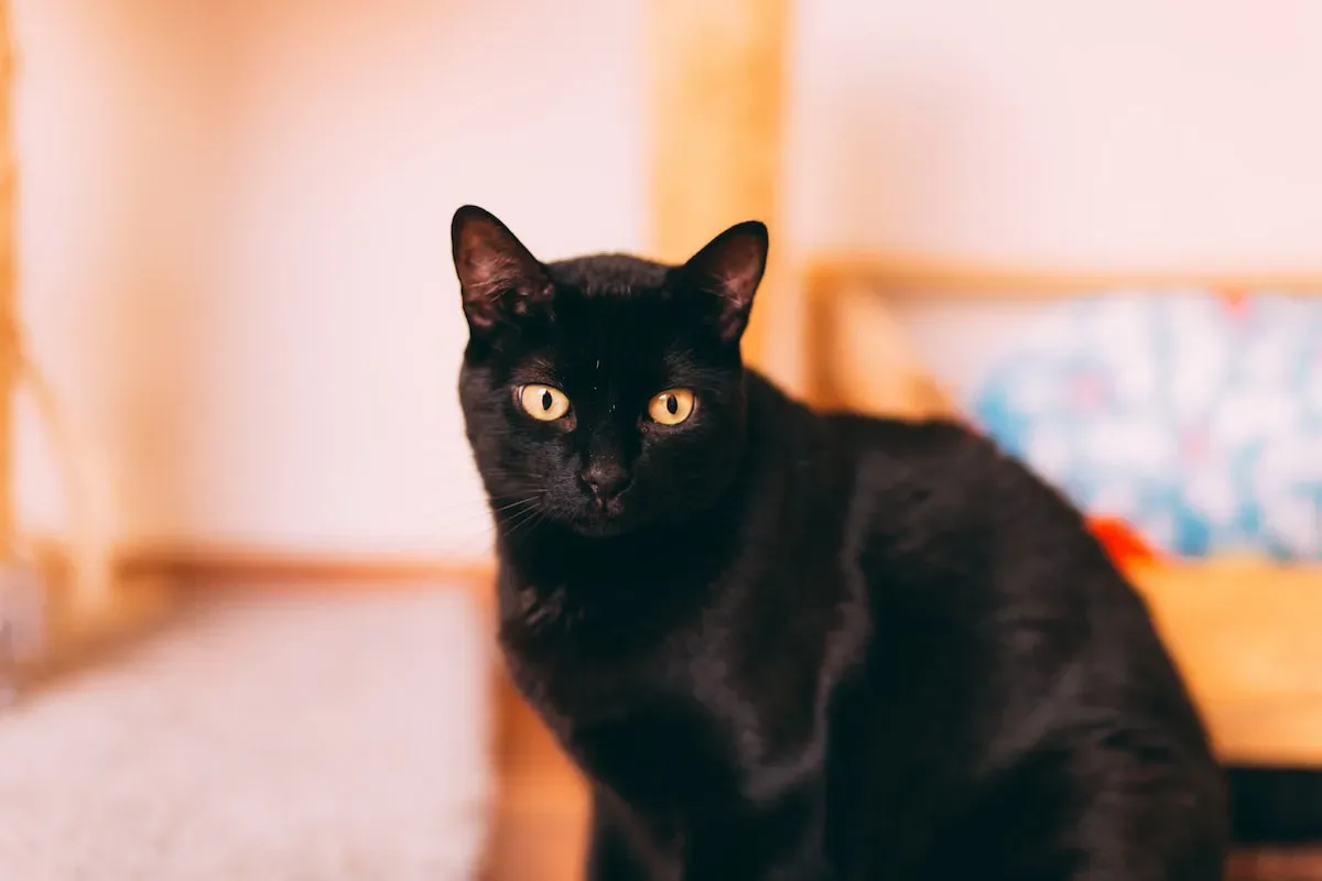 Can Cats Safely Consume A Diet Composed Solely Of Chicken?
