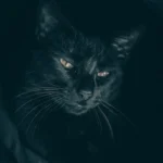 Can Cats Scratch Microfiber? Exploring Feline Claws and Upholstery Vulnerability