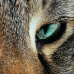 Can I Mix Cat Food Brands? Pros, Cons, and Safety Tips.