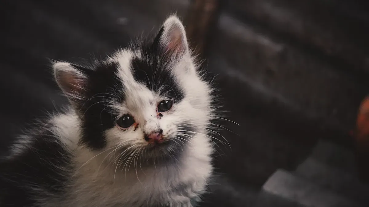 Can Kittens See In The Dark? Unveiling Their Nocturnal Secrets