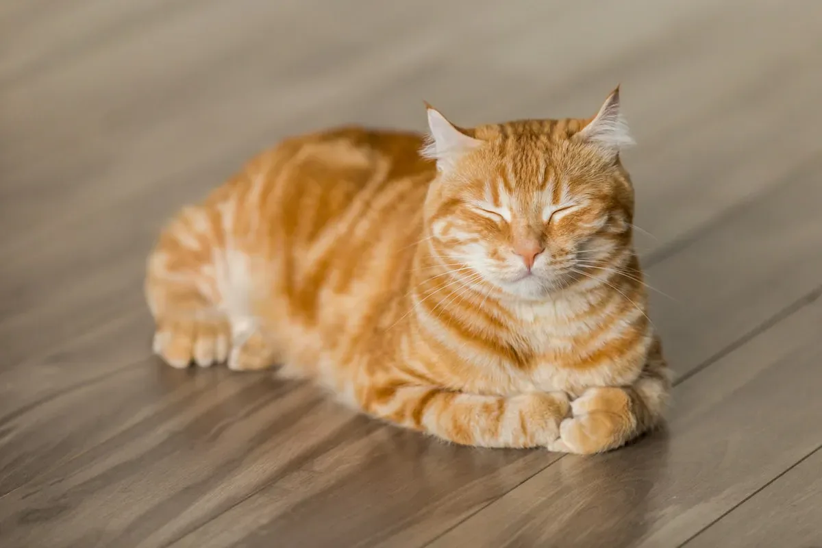 Can Training And Behavior Modification Help Redirect A Cat'S Scratching?