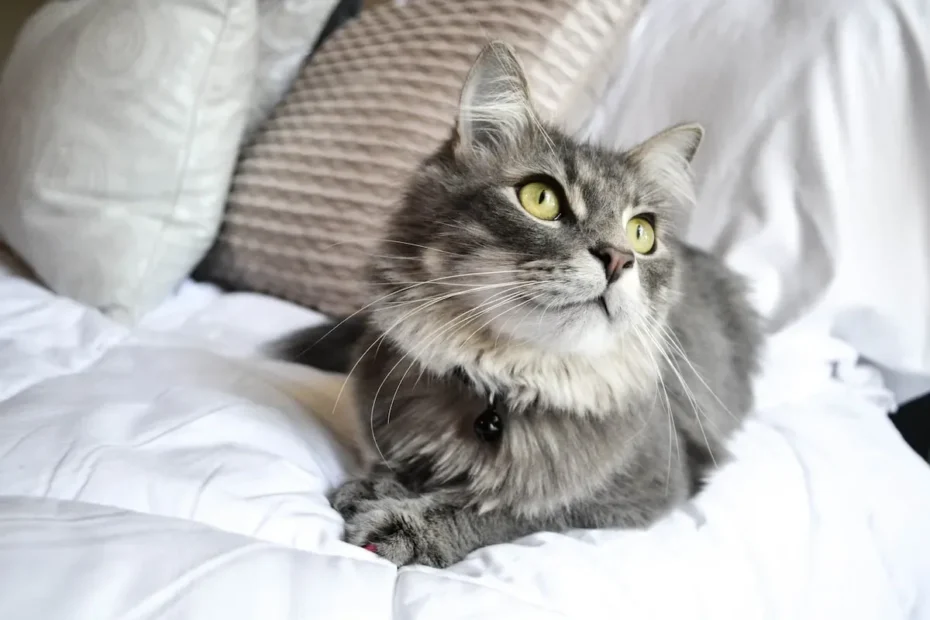 Can You Freeze Dry Cat Food? Unveiling the Secrets of Preserving Feline Nutrition