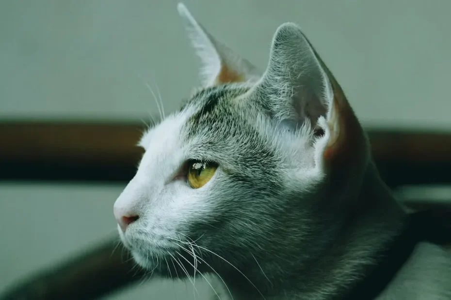 Can You Safely Sedate Your Cat for Nail Trimming? Unraveling the Truth
