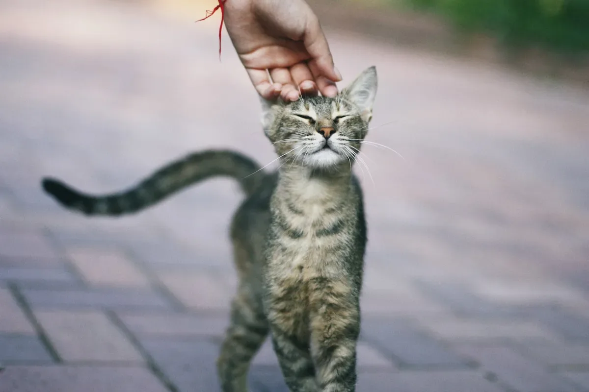 Cat Allergies In Children: Heightened Risks And Parental Concerns