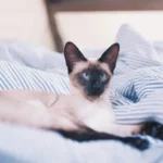 Cat Allergy Duration Demystified: How Long Does It Last?