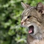 Cat Claw Care: Should You Trim Your Feline's Back Nails?