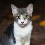 Cat Claw Trimming: Unraveling the Role of Vets for Safe and Expert Care