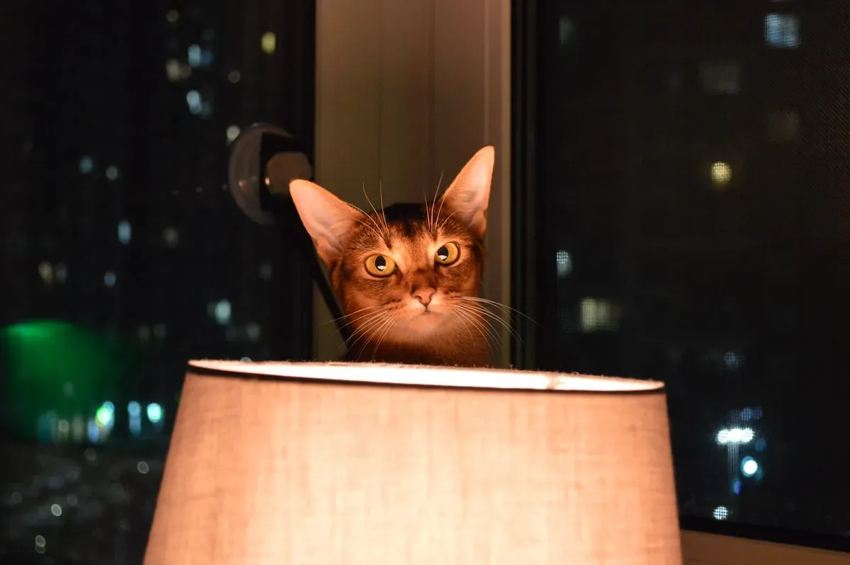 Cat Cuisine Chronicles: Exploring Different Brands And Combinations