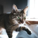 Cat Nail Trimming Dilemma Solved: Sedation or Safe Alternatives?