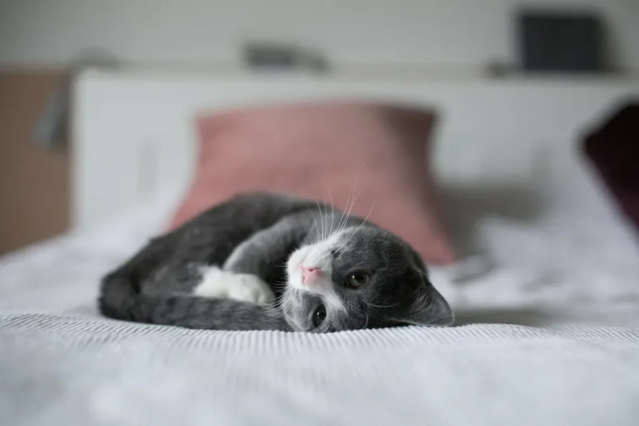 Cat Nap Mystery Solved: Why Do Cats Sleep Between Your Legs?