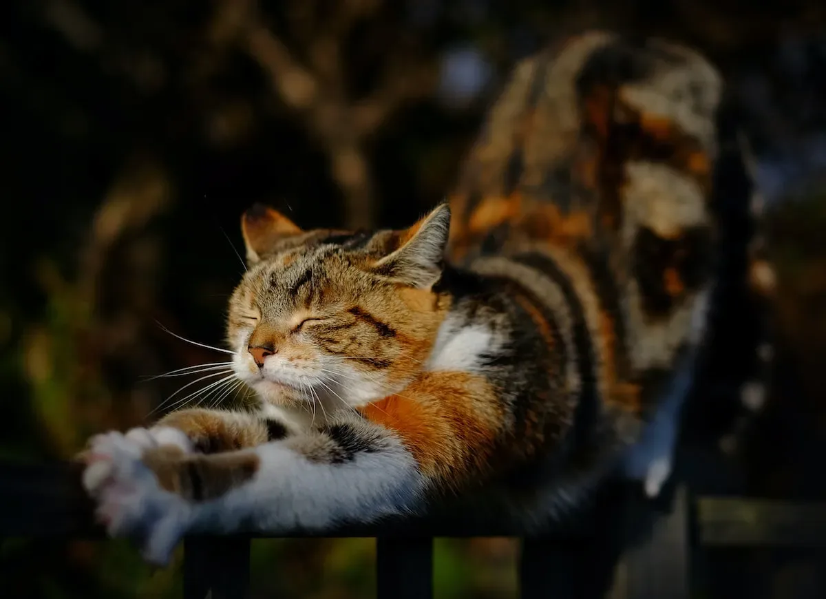 Cat Naps Galore: The Impact On Your Sleep Quality