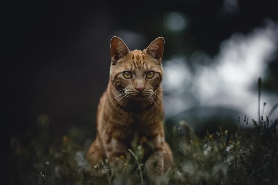 Cat Naps Unraveled: The Curious Case of Feline Wakefulness