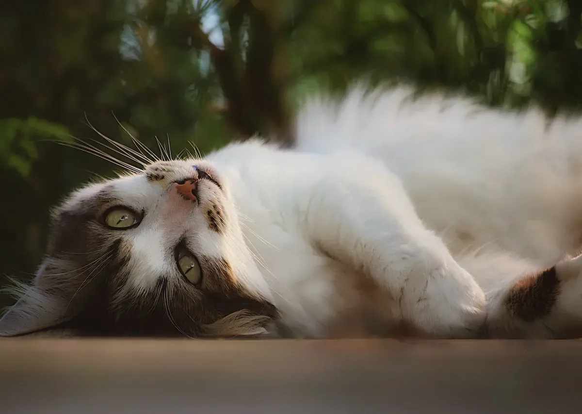 Cat Pawing: The Art Of Seeking Attention Or Establishing Dominance?