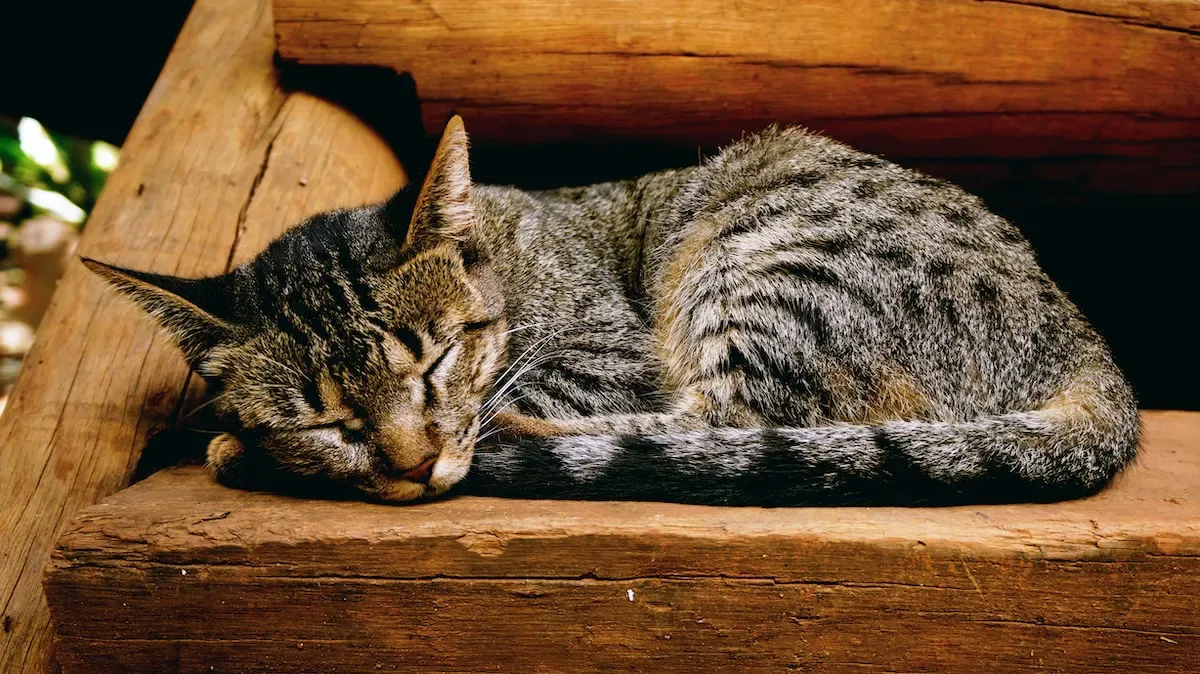 Cat Whispers: Revealing The Untold Story Of Cats And Their Hidden Paws
