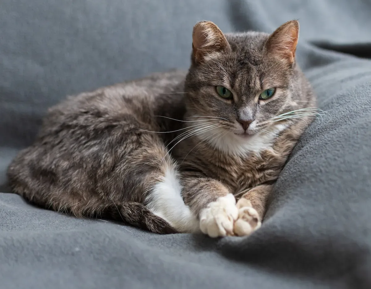 Cat Zen Mode: Exploring The Calming Effect Of Cats' Eye Closures
