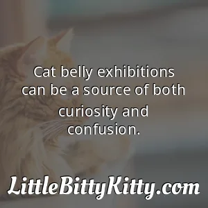 Cat belly exhibitions can be a source of both curiosity and confusion.