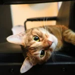 Cat's Eye Mysteries: Can Kittens See in the Dark?