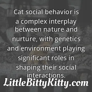 Cat social behavior is a complex interplay between nature and nurture, with genetics and environment playing significant roles in shaping their social interactions.