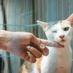 Cat-to-Human Nose Touches Unveiled: Exploring Feline Curiosity
