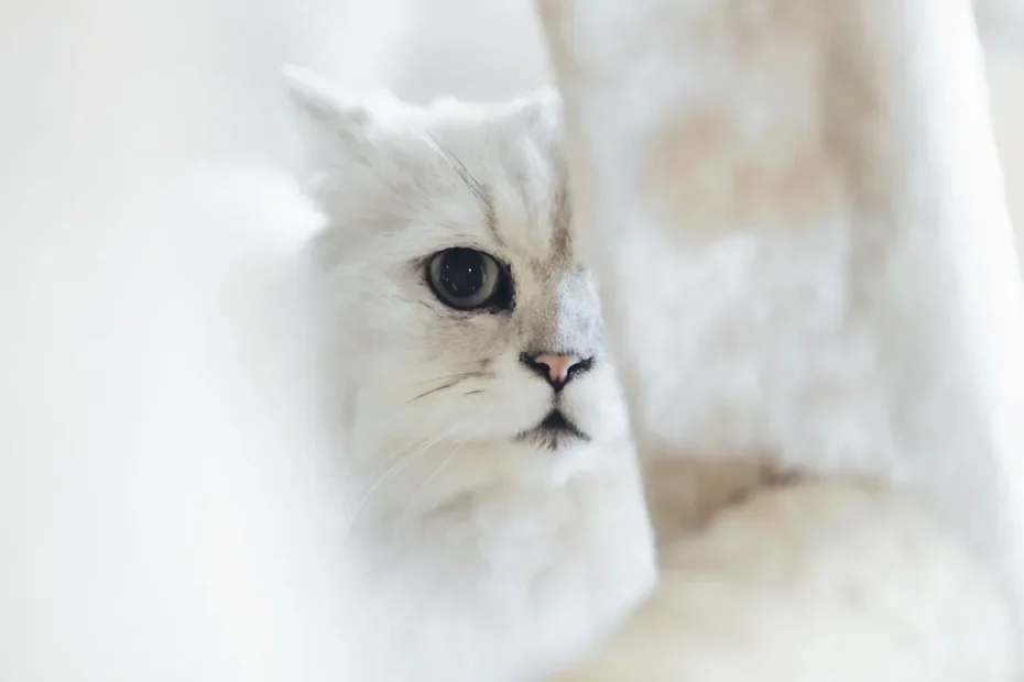 Cat vs. Fountain: Solving the Mystery of Water Spills