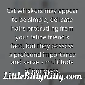 Cat whiskers may appear to be simple, delicate hairs protruding from your feline friend's face, but they possess a profound importance and serve a multitude of purposes.