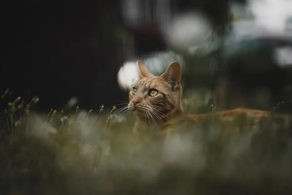 Catnip Chronicles: Decoding Feline Hallucinations
