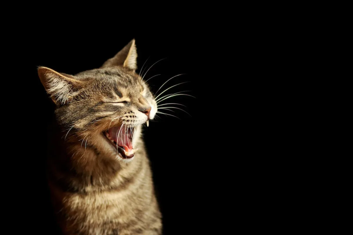 Catnip: Unraveling The Science Behind Cats' Reactions