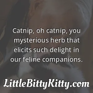 Catnip, oh catnip, you mysterious herb that elicits such delight in our feline companions.